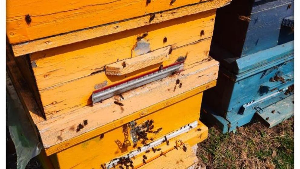 В Александровском округе Ставрополья возобновляют процедуры апитерапии