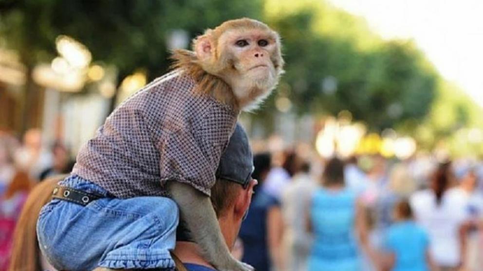 В одном из торговых центров Ставрополя заметили мужчину с мартышкой на плече