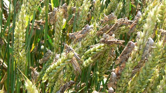 В двух районах Ставрополья введен режим ЧС по саранче