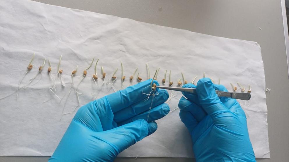 На Ставрополье приступили к проверке семян к осеннему севу