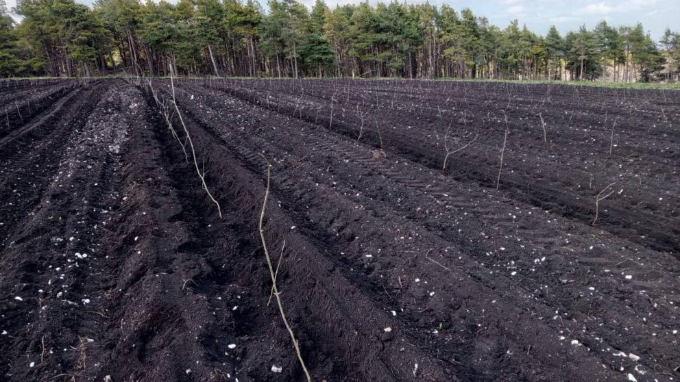 Весенние работы по восстановлению лесов завершены на Ставрополье