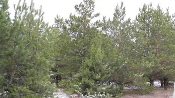 Минприроды края провело новогодний пресс-тур по лесным угодьям Ставрополья