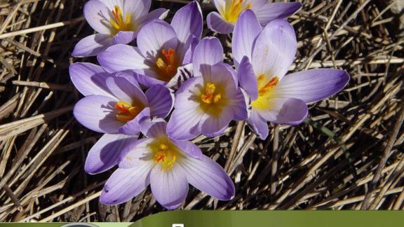 Теплая погода способствовала более раннему появлению на Ставрополье первоцветов