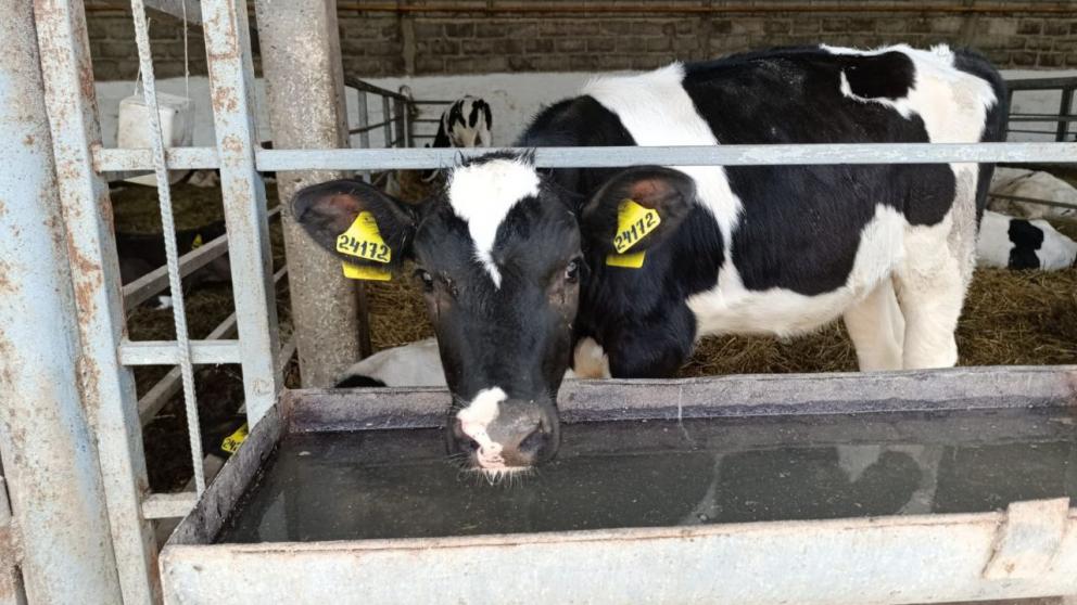 В Предгорном округе Ставрополья повысили рождаемость телят 