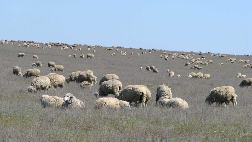 Производство баранины на Ставрополье увеличилось в 2 раза