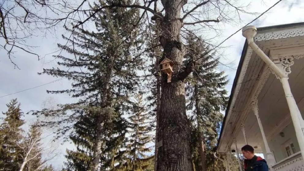 В Кисловодске мемориальные деревья внесут в перечень памятных