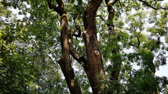 В России закрепили правила создания лесных питомников