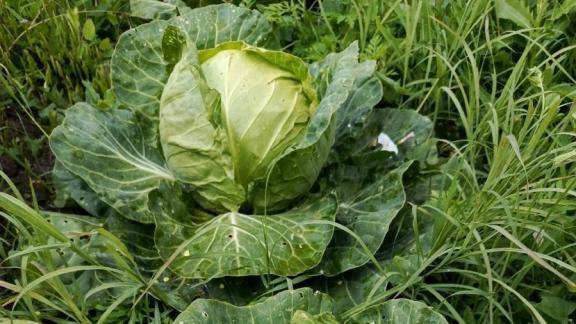 Аграрии Ставрополья преодолели экватор по уборке овощей 