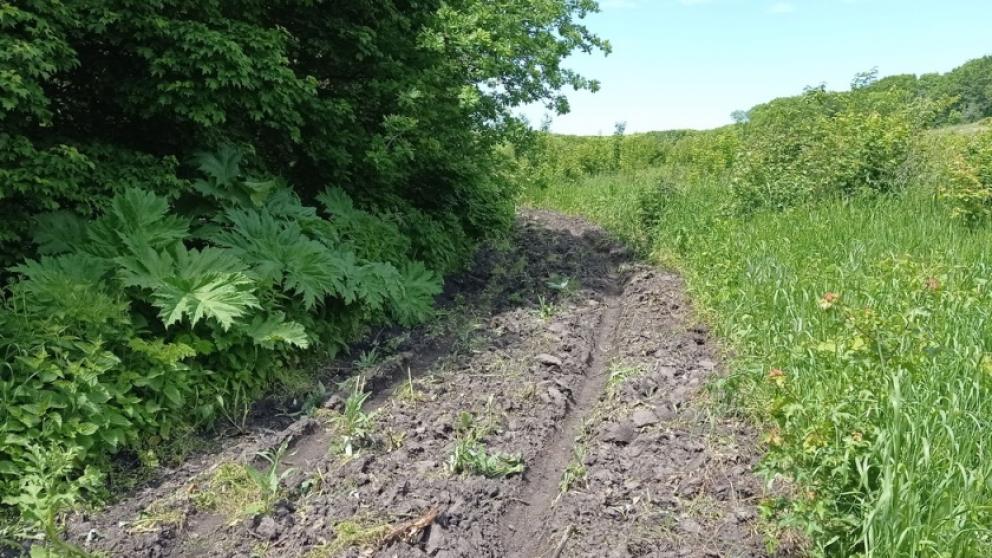 Минерализованные полосы спасают заповедник «Татарское городище» от лесных пожаров