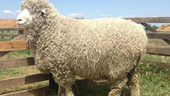 Ставропольскую баранину будут поставлять в Ирак