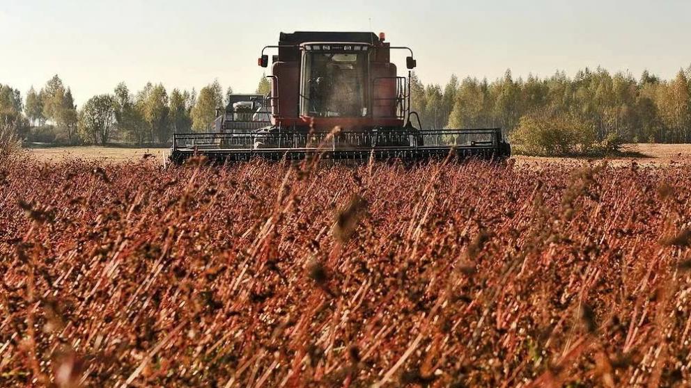 Уборка гречихи завершается в Ставропольском крае