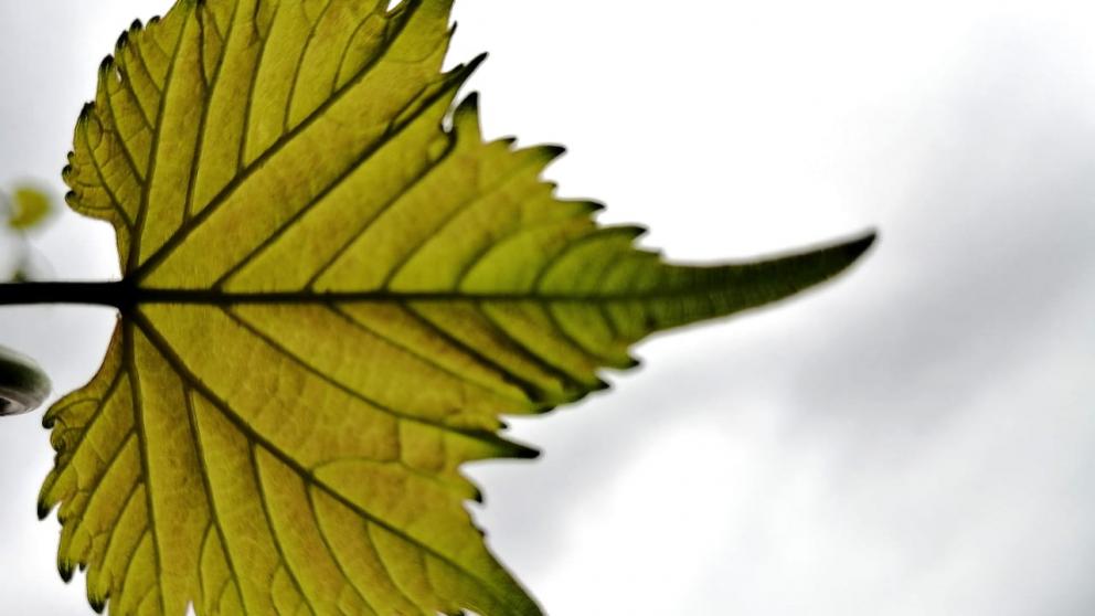 Прокуратура проверяет информацию о незаконной вырубке деревьев в Кисловодске