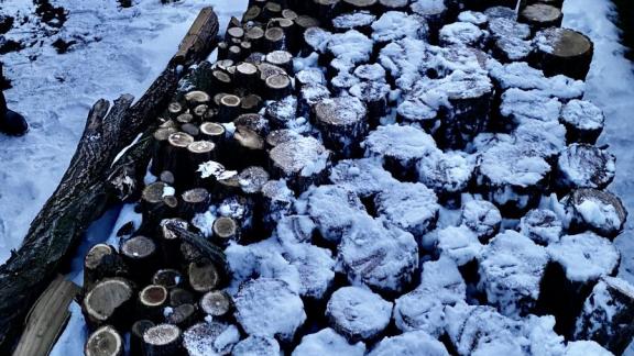 Ставрополец незаконно срубил деревья для отопления дровами дома