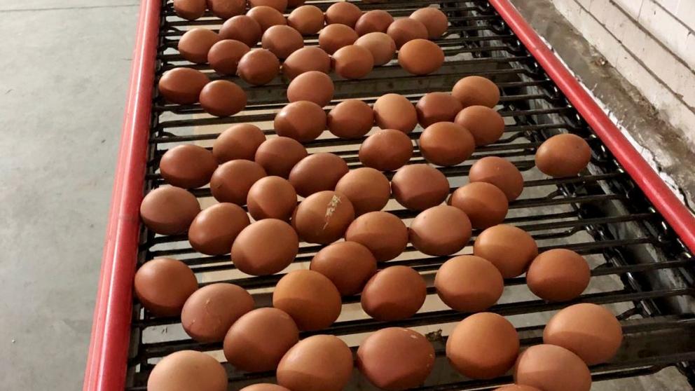 Грант «Агростартап» помогает фермерам Ставрополья развивать свой бизнес