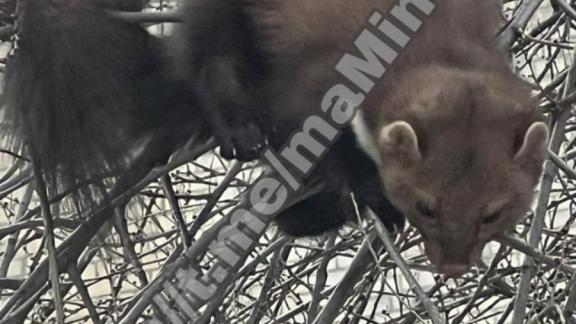 На территории горбольницы Невинномысска заметили куницу