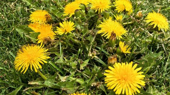 На Ставрополье 22 апреля отмечают Международный день Земли 