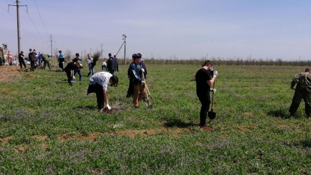 В Будённовском округе Ставрополья высажено 3 тысячи саженцев гледичии