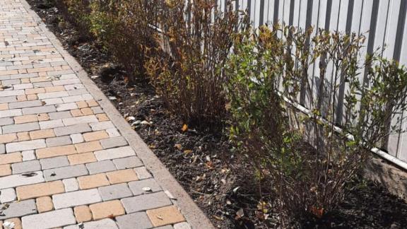 В Пятигорске высадят более 400 деревьев и кустарников