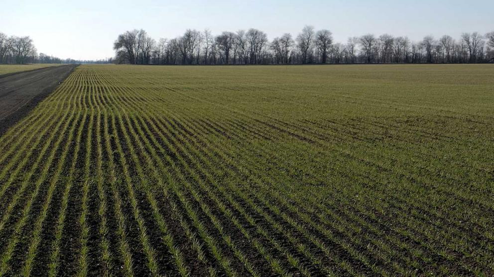 На Ставрополье свыше 700 млн рублей пойдёт на страхование посевов