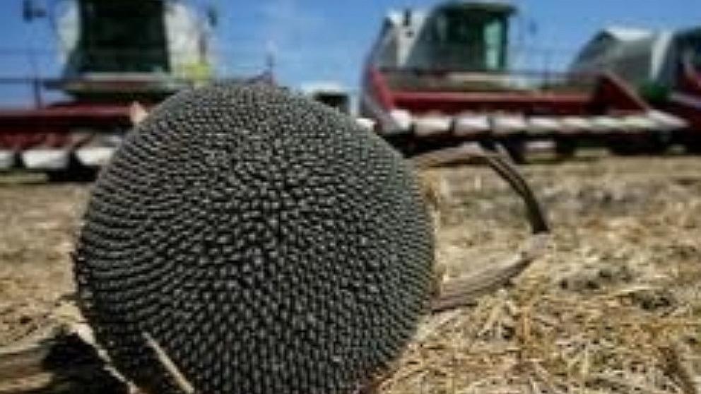 В Грачёвском округе стартовала уборка пропашных культур