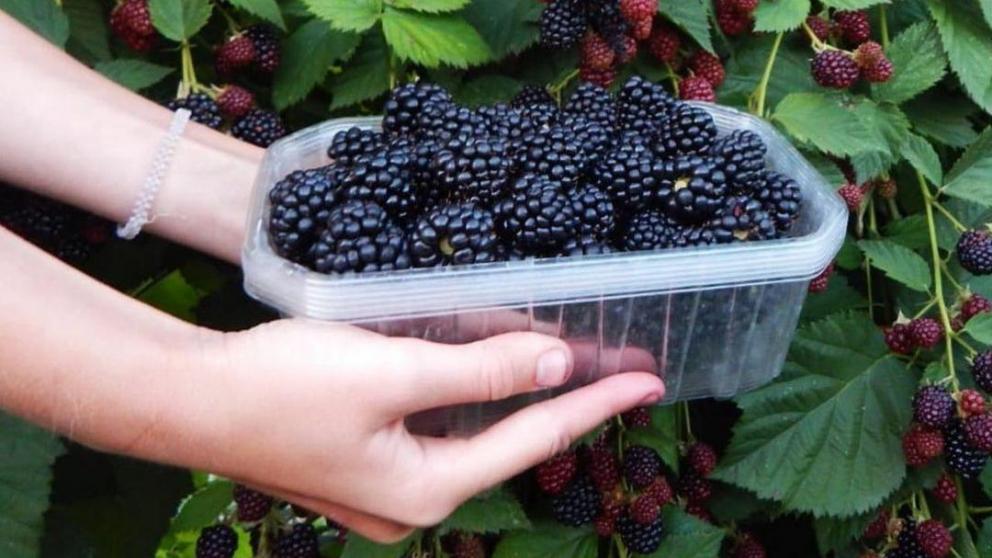 На Ставрополье начнут выращивать собственную голубику