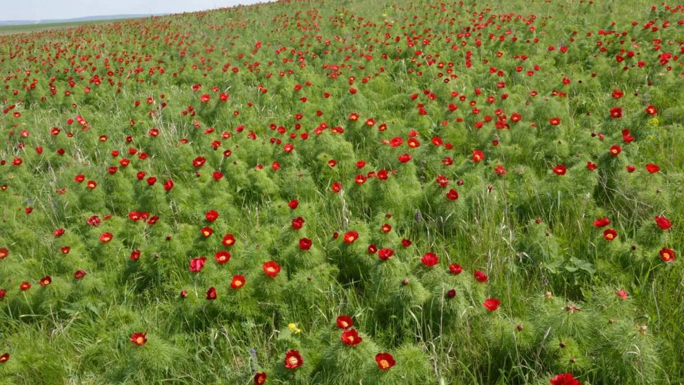 На Ставрополье зацвёл краснокнижный пион 