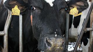 Ставропольские ученые разработали новую систему чипирования животных