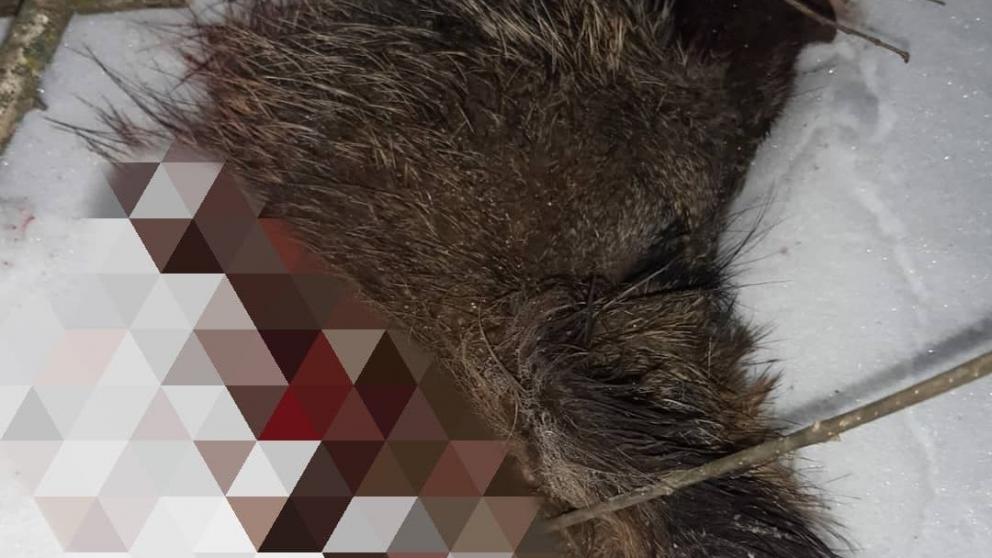 На Ставрополье проверят информацию об убийстве дикого кабана