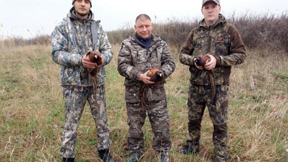 Более 20 фазанов выпустили в охотничьих угодьях Шпаковского округа