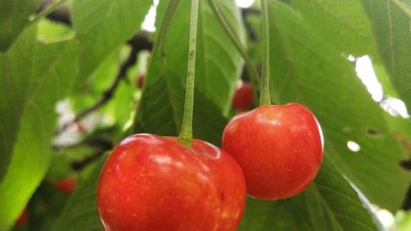 В Ставропольском крае собирают черешню