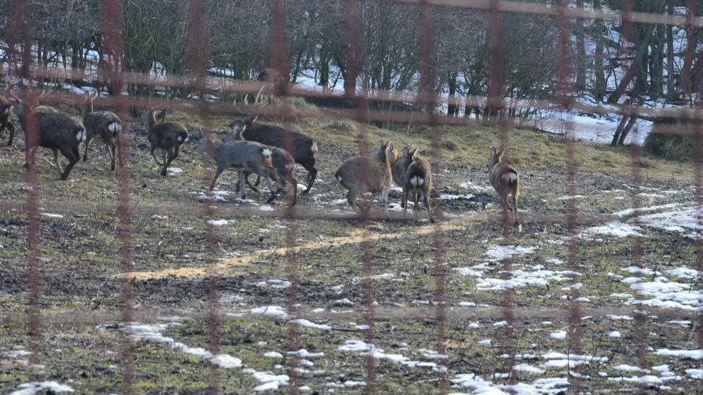 Больше сотни оленей «расселили» в природные заказники на Ставрополье