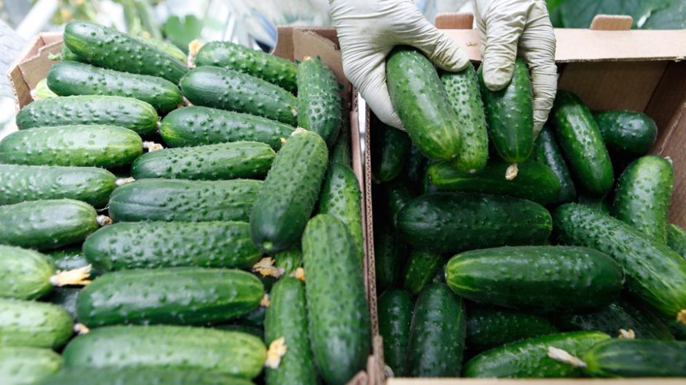 Роспотребнадзор проверяет безопасность овощей в Ставропольском крае