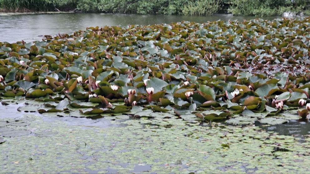 В Бештаугорском заказнике Предгорья зацвели лотосы