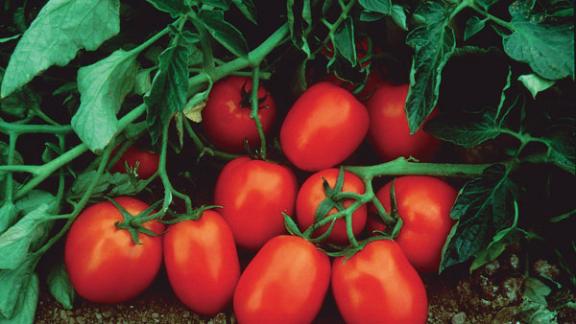 Совещание по вопросам развития овощеводства в СКФО прошло в Ессентуках