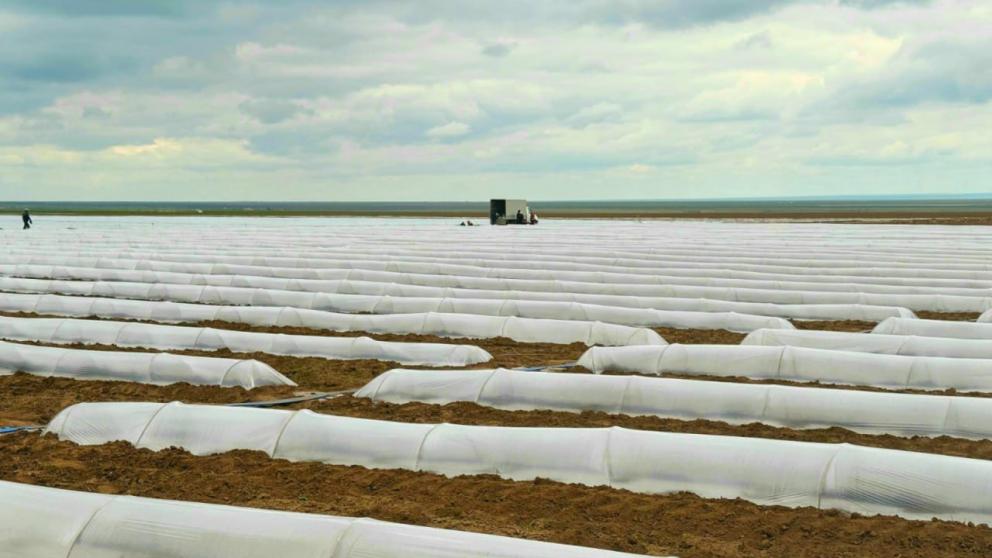 В Арзгирском округе Ставрополья приступили к севу овощей открытого грунта
