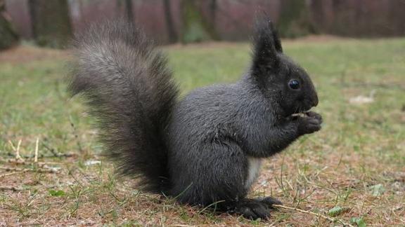 Чёрная белка пропала из парка в станице Ессентукской на Ставрополье