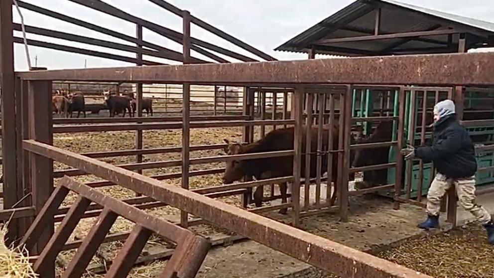 Ставрополье совершило первую экспортную поставку крупного рогатого скота