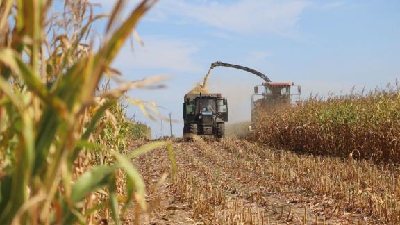 Предгорный округ Ставрополья планирует собрать рекордный урожай кукурузы
