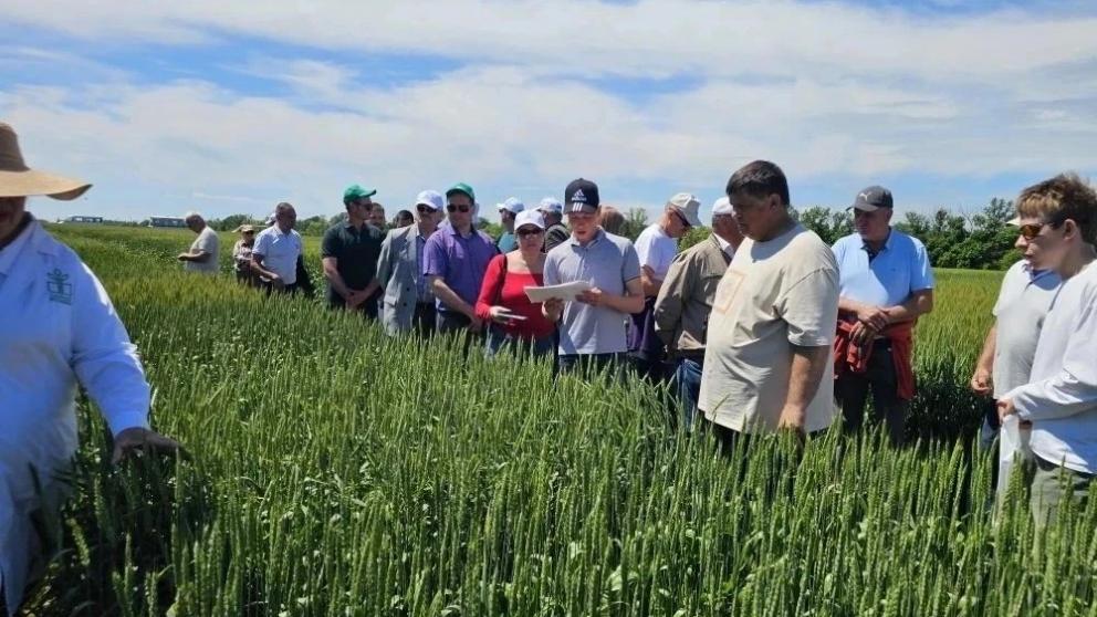 В Грачевском округе прошла конференция по вопросам испытания сортов сельхозкультур