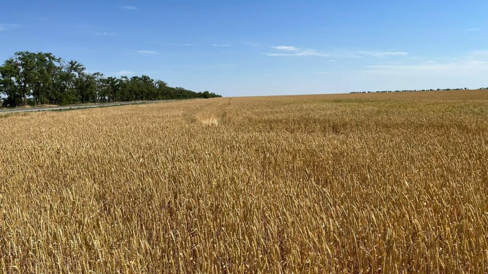 Ставрополье - в числе лидеров по количеству производителей, зарегистрированных в ФГИС «Зерно»