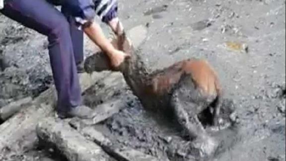 Новорожденного жеребенка спас наряд ДПС вблизи Ставрополя