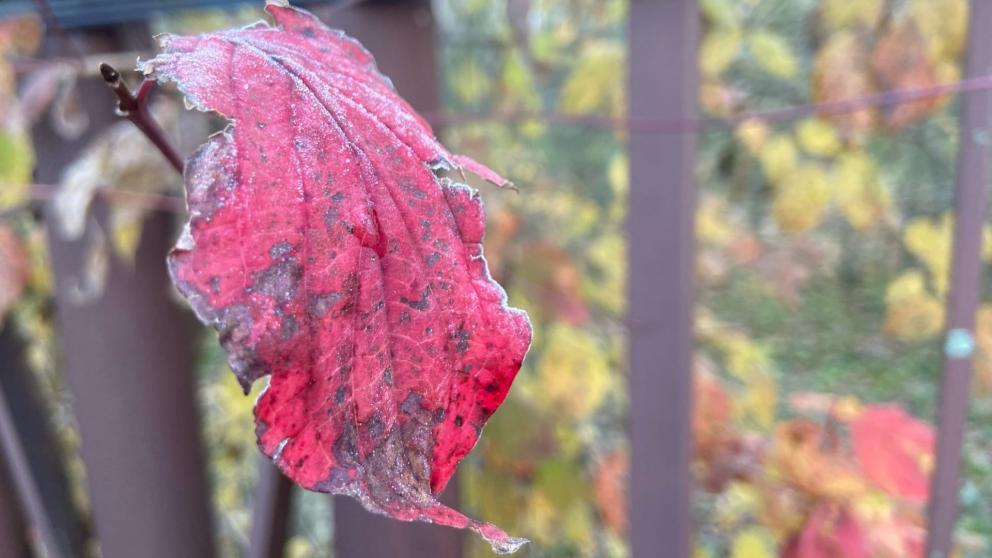 Ставропольцев предупреждают о заморозках с 22 по 24 марта