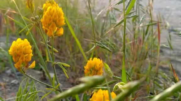 Ставропольские дачники с помощью субсидий развивают инфраструктуру товариществ