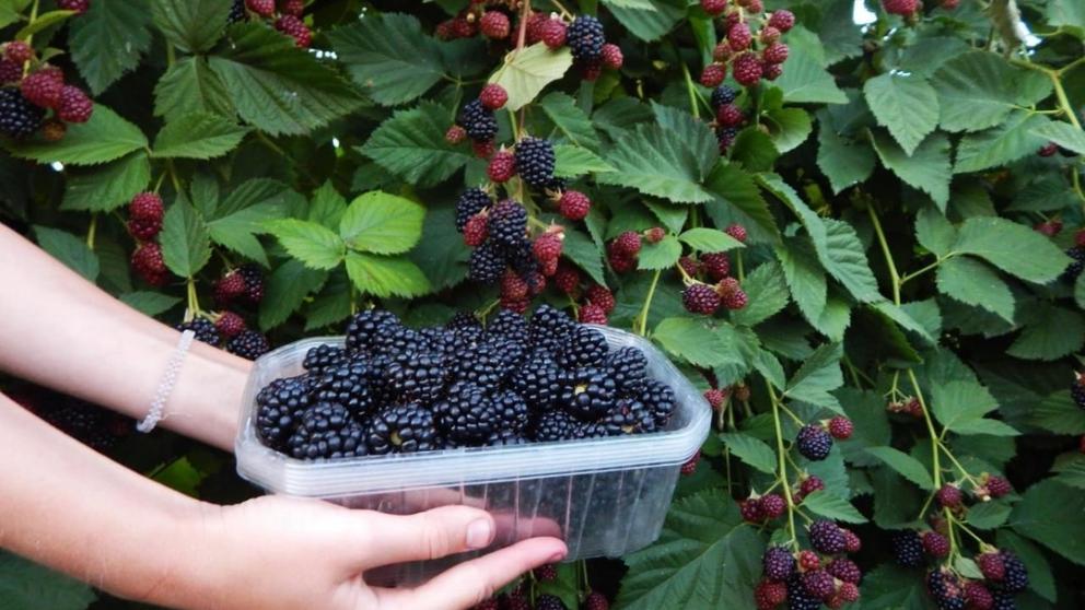 Малина под маркой «Вкус Ставрополья» была представлена на выставке в Москве