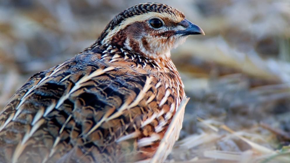 На Ставрополье 8 августа откроют сезон охоты на степную и полевую дичь