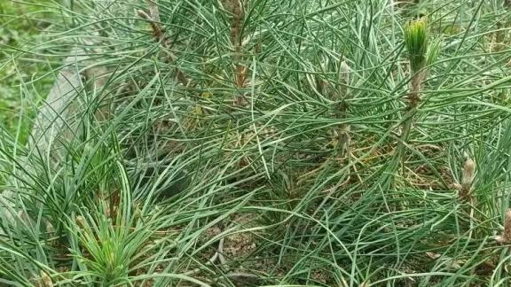 На Ставрополье появятся 54 гектара новых лесов