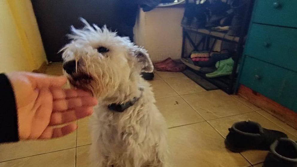 Провалившуюся под лёд собаку спасли в Кисловодске