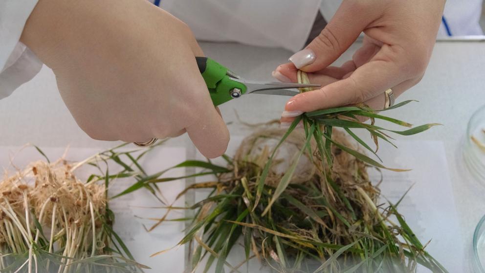 Ставропольские учёные оценили состояние озимых культур и перспективы урожая