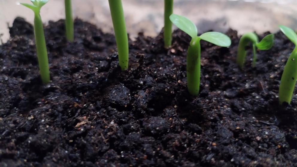 Более 170 проектов по рекультивации земли разработали за 6 лет в СКФО