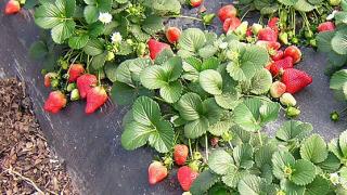 На Ставрополье завершилась уборка земляники